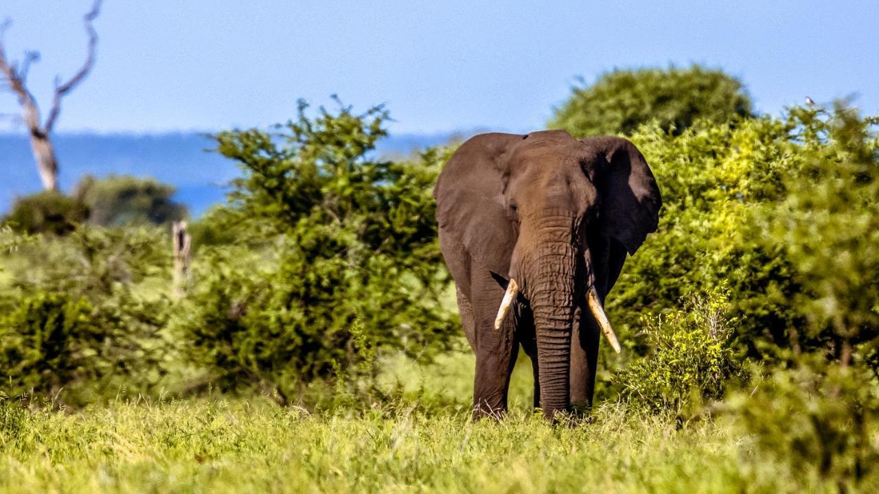 Africamps At Mackers Villa Hazyview Buitenkant foto